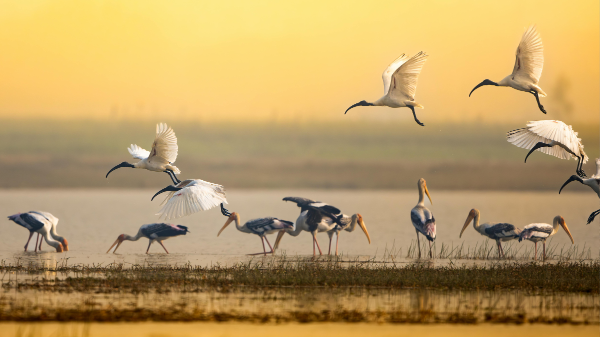 Agoda sees 41 pc rise in searches for birding sanctuaries