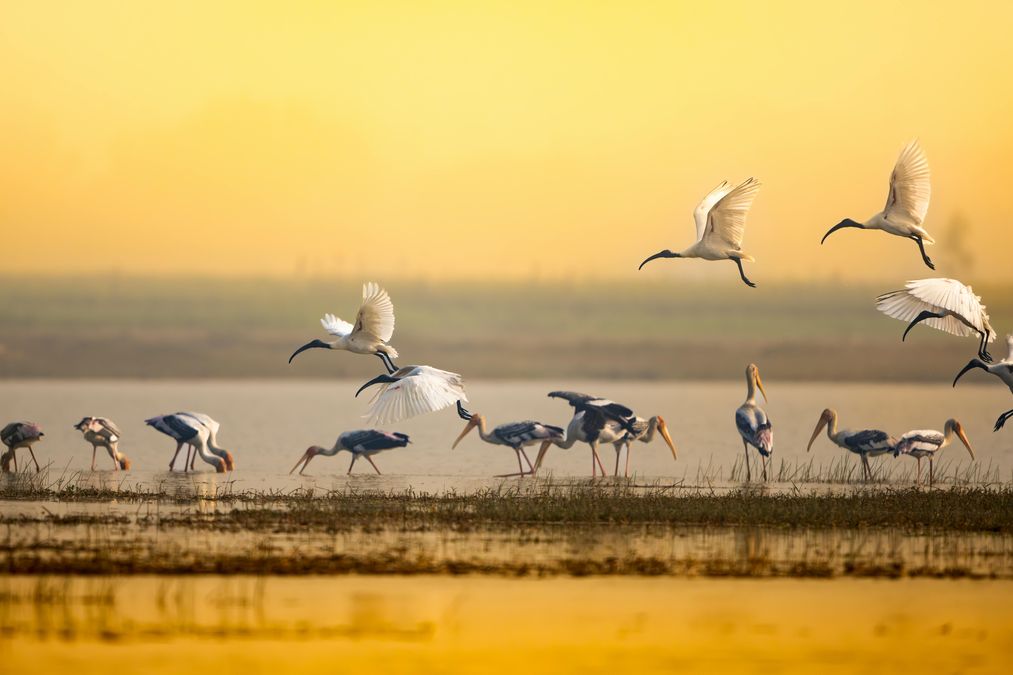Agoda Reports 41% Rise in Interest for India’s Birding and Nature Hotspots Ahead of Migration Season