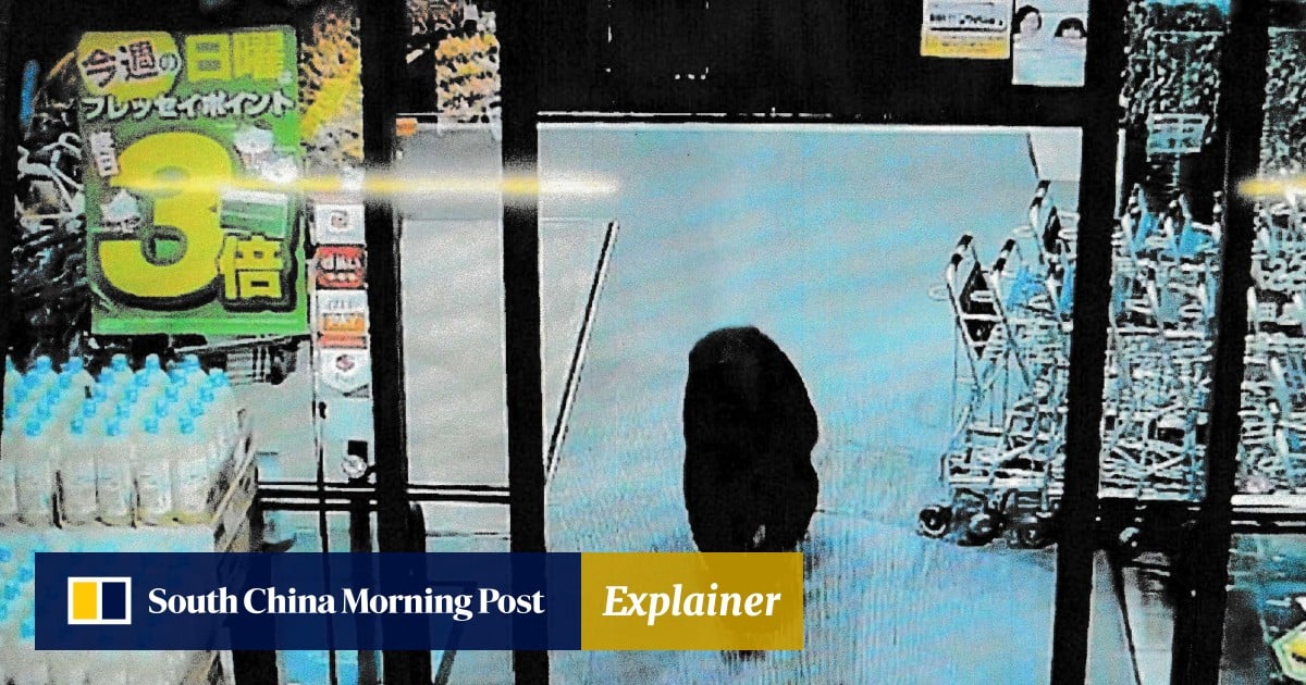 Explainer | Bear attacks in Japan: why are they rising and how can Hongkongers stay safe?