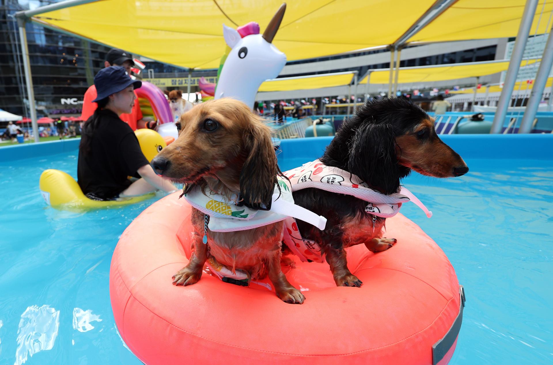 KTO unveils guidelines to make Korea pet-friendly travel destination