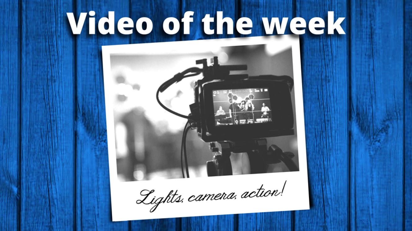 KWS relocates rhinos back to Lewa