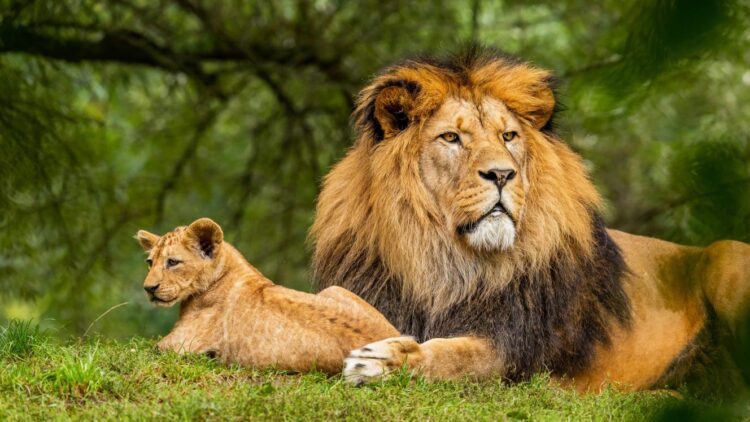 Proximity problem: ATTA calls for clearer wildlife boundaries