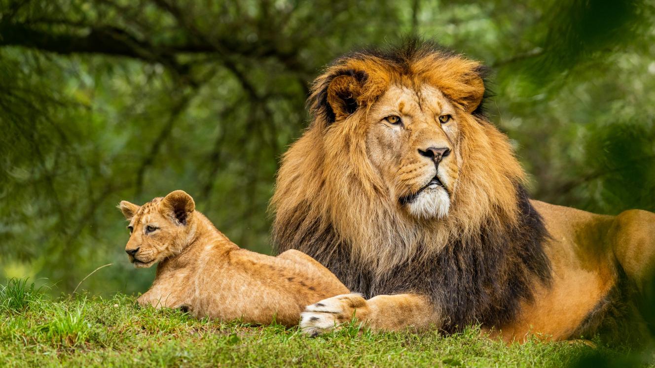 Proximity problem: ATTA calls for clearer wildlife boundaries