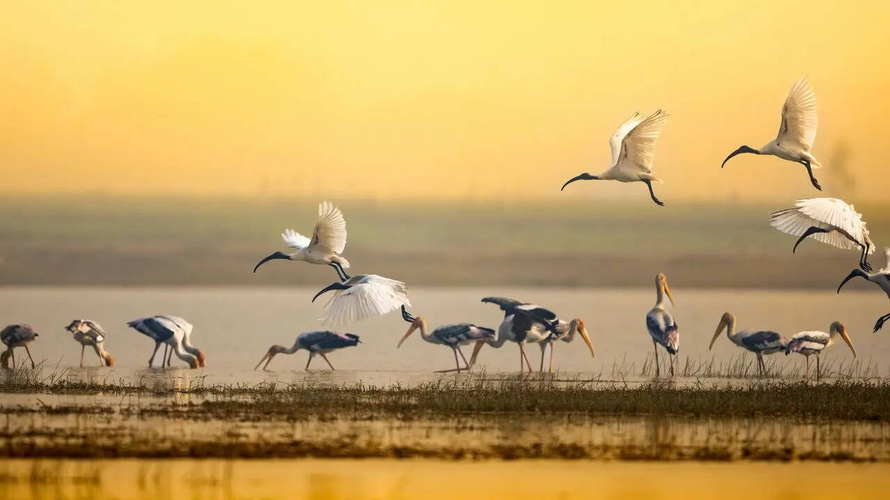 India’s Birdwatching Boom: From Chilika To Kumarakom, Agoda Sees 41% Rise In Searches For Birding De...