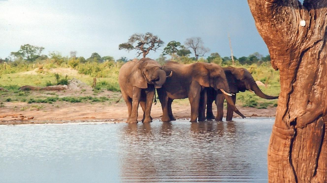 Hwange detour sparks tourism, wildlife concerns