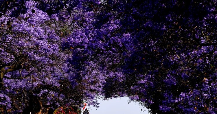 Blossoming jacaranda trees brighten up the streets of South African cities