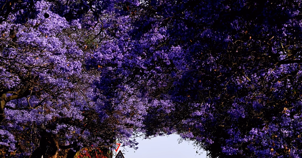 Blossoming jacaranda trees brighten up the streets of South African cities