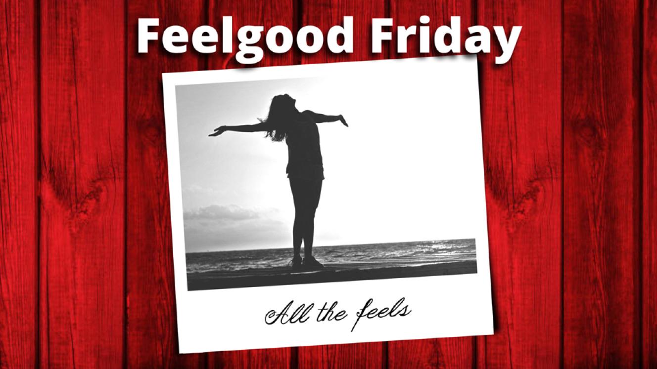 Successful cheetah collaring operation in KZN