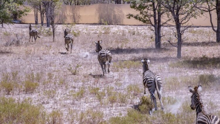 Maputo’s success fuels rewilding of emerging park