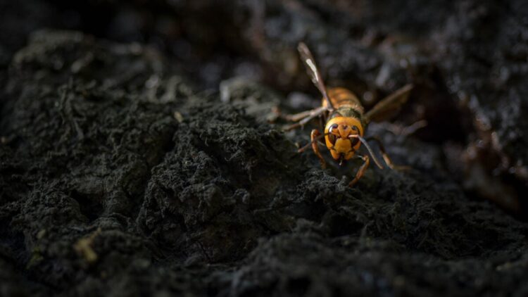 Venomous 'Murder Hornets' Kill Two American Tourists on Vacation in Laos