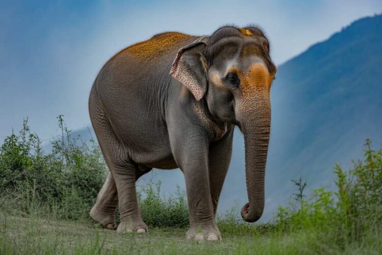 The 19th chitwan elephant and tourism festival in nepal concludes, showcasing elephant conservation and tourism. Read about its impact on tourism in the region.