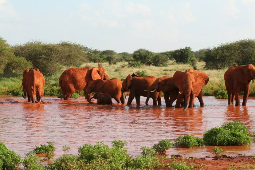 A group of elephants in nepal participating in the 19th chitwan elephant and tourism festival activities including a parade and a picnic with fruits and sugarcane.