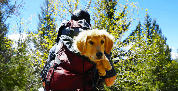 Pets, point-to-point planes and pop culture drive travel in 2026 - WiT