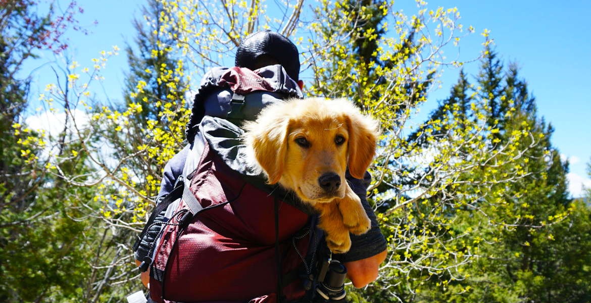 Pets, point-to-point planes and pop culture drive travel in 2026 - WiT
