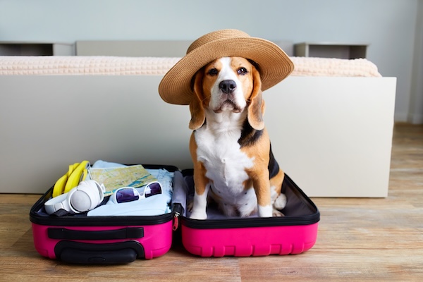 Pet travel tops Amadeus' key trends for 2026