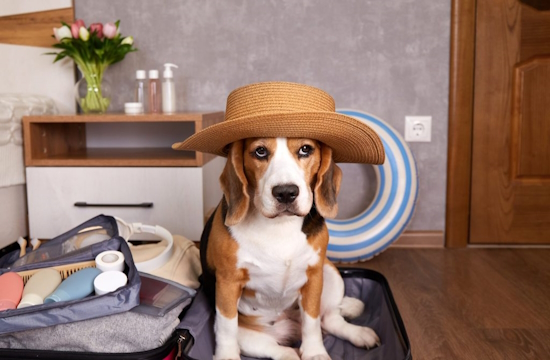 Amadeus Travel Trends 2026: The 6 Mega-Trends That Will Change Global Tourism