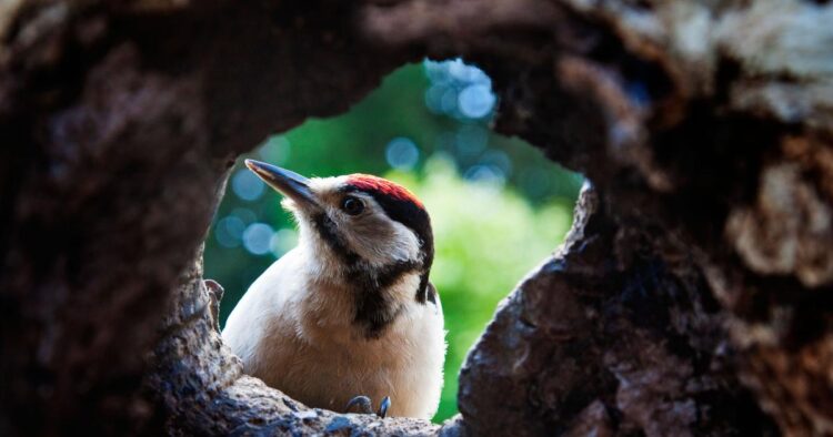 Birdwatching holidays could be the big travel trend for 2026