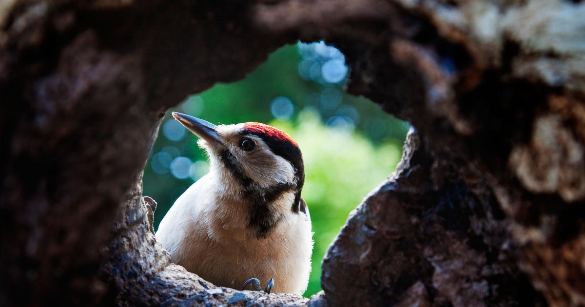 Birdwatching holidays could be the big travel trend for 2026