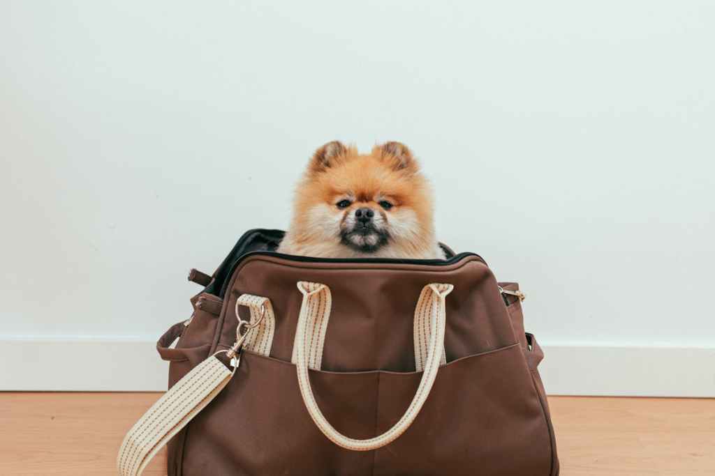 Travelers Now Move With Pets in Tow