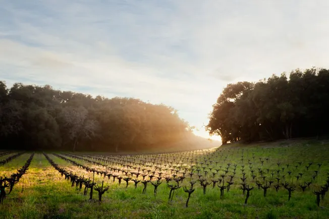 Hotel Tech-in: The platform personally pairing wine for guests in Napa Valley
