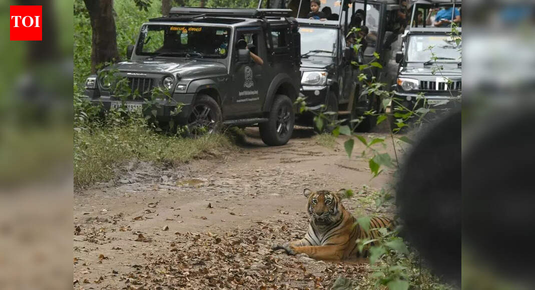 Lift safari ban in tiger reserves immediately, tourism stakeholders urge govt | Mysuru News