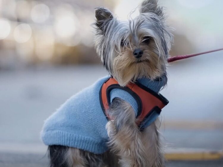 Hotels and Restaurants Now Welcome Pets