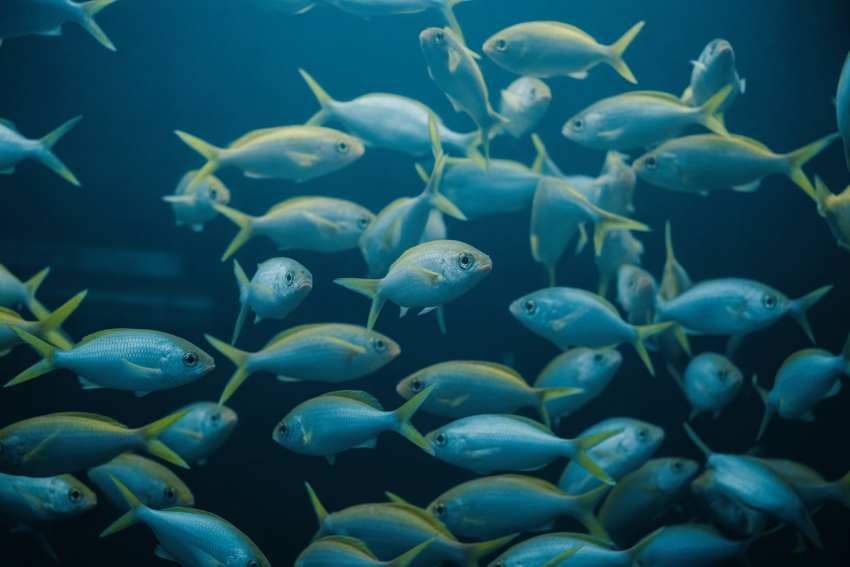 Explore india&rsquo;s aqua mega fish festival 2026 in goa, blending marine education, tourism growth, interactive exhibits and coastal culture.