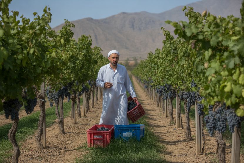 A local vineyard in kandoleh during the annual grape festival, celebrating iran&rsquo;s agricultural traditions.