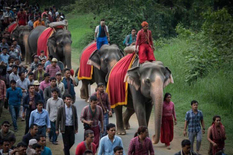 Celebrating elephants and tourism in nepal