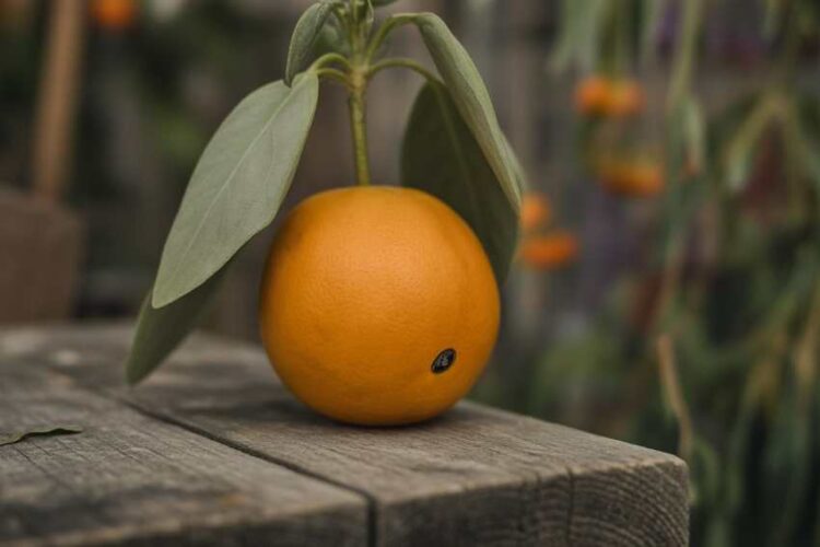 The nonsan yangchon persimmon festival, held in december 2025, draws 130,000 visitors, combining traditional persimmons with christmas experiences, boosting tourism and the local economy.