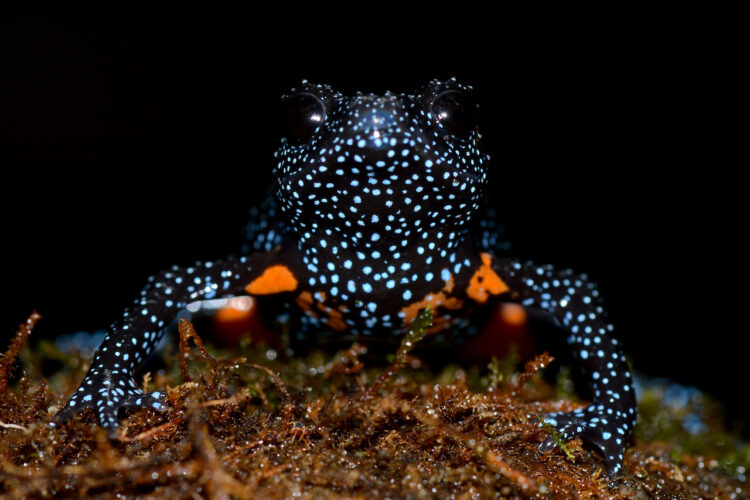 Galaxy frog in the Western Ghats, India, with photo taken by conservationist Rajkumar K P as part of conservation project (c) Rajkumar K P ZSL .jpg