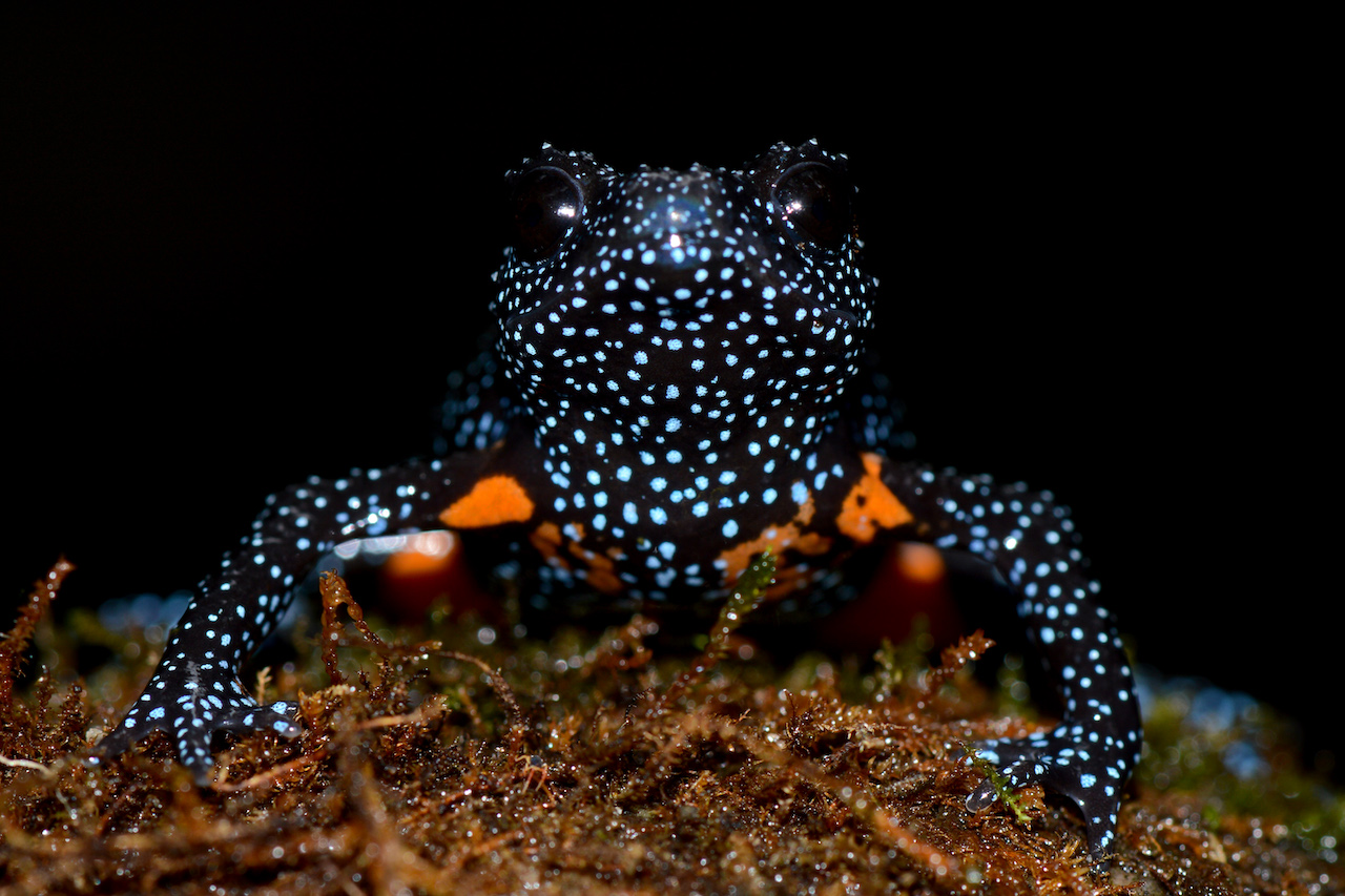 Galaxy frog in the Western Ghats, India, with photo taken by conservationist Rajkumar K P as part of conservation project (c) Rajkumar K P ZSL .jpg