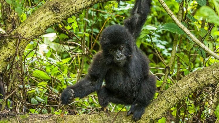 Tourism cooperation a key pillar of Rwanda-DRC peace deal