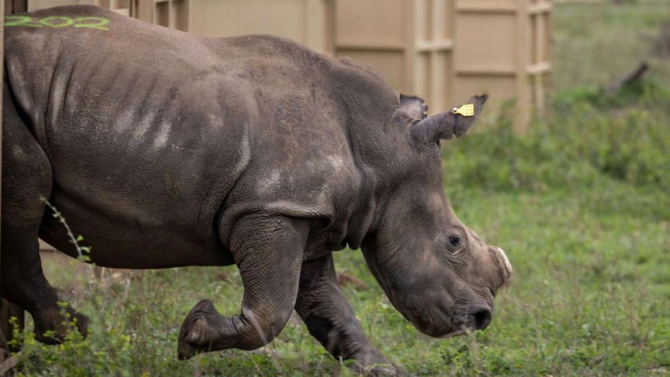 Second tranche of rhino translocated in Greater Kruger