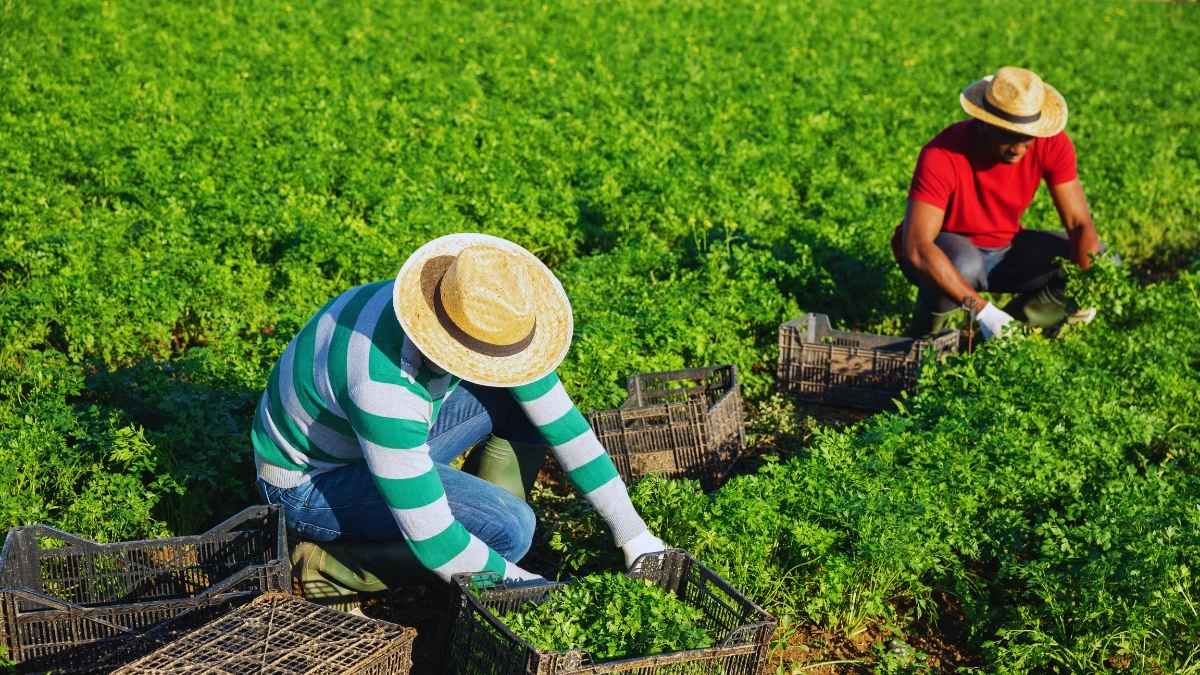 Why Are UAE Citizen-Owned Farms Transforming Into New Winter Tourism Hotspots?