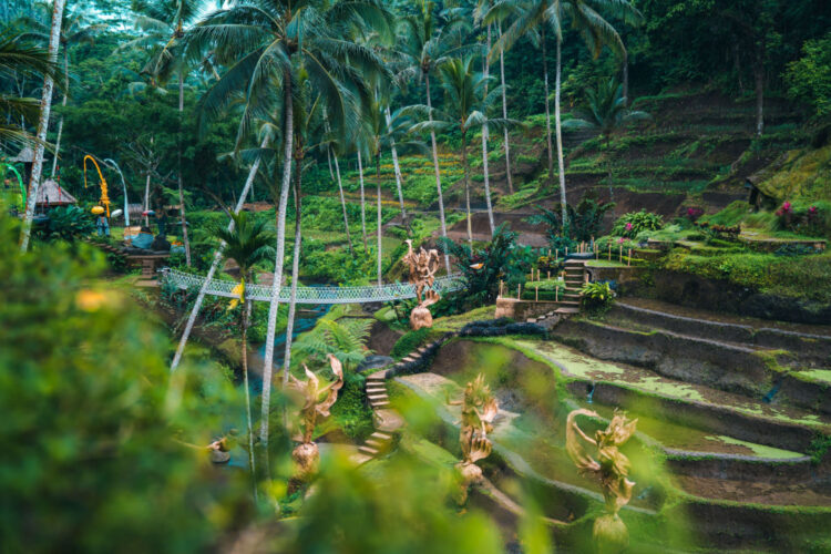 View of Ubud Rice Terraces