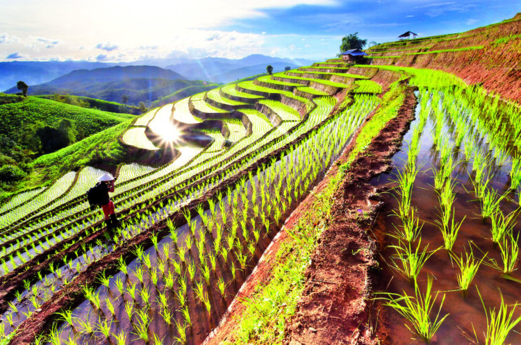Farming flourishes in Kalaw’s ladder-type agricultural system, Shan State.