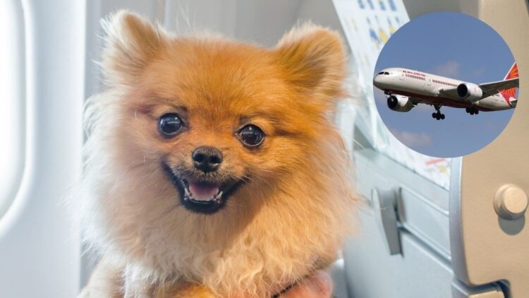 Pawsome News! Air India Now Allows Pets Up To 10Kg To Travel In-Cabin; Details Inside