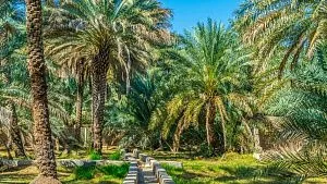 Al Ain becomes Arab Tourism Capital 2026 in UAE