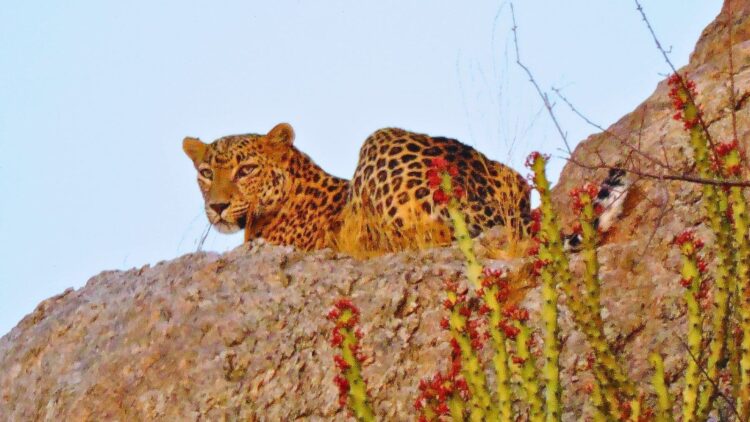 How I Chased The Spotted Sensation