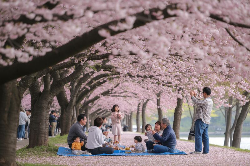 Cherry Blossom Festival In Laos: A Spectacular Display That Captivates Tourists And Nature Lovers!
