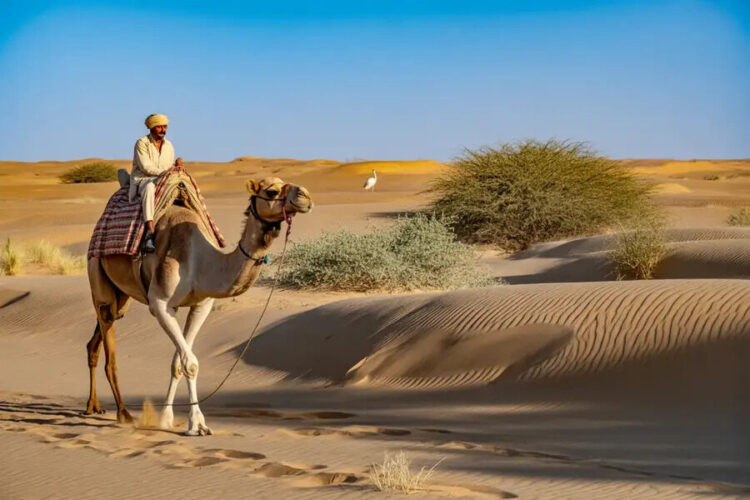 Explore The Unseen Beauty Of Jaisalmer’s Desert National Park In India On Camel Safaris Offering An ...