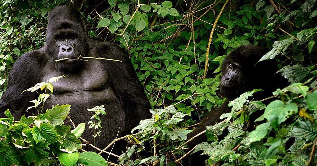 Rare gorilla twins born in conflict-hit Virunga National Park in DR Congo
