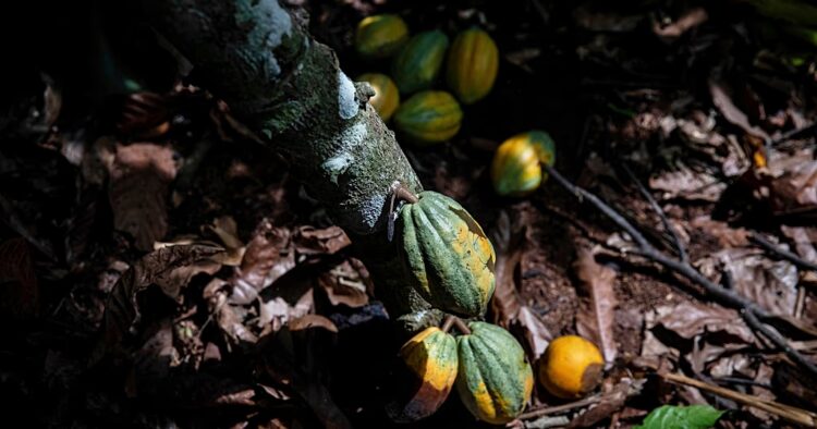 Ivory Coast: Government launches cocoa buyback scheme