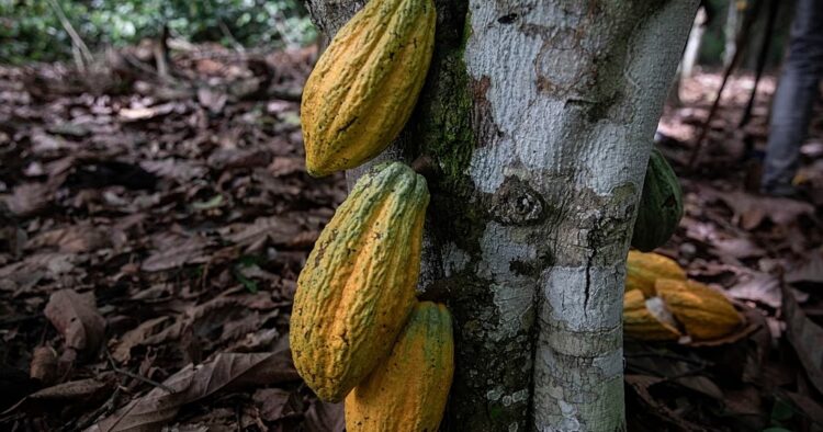 Ivory Coast: Cocoa industry in limbo as prices fall