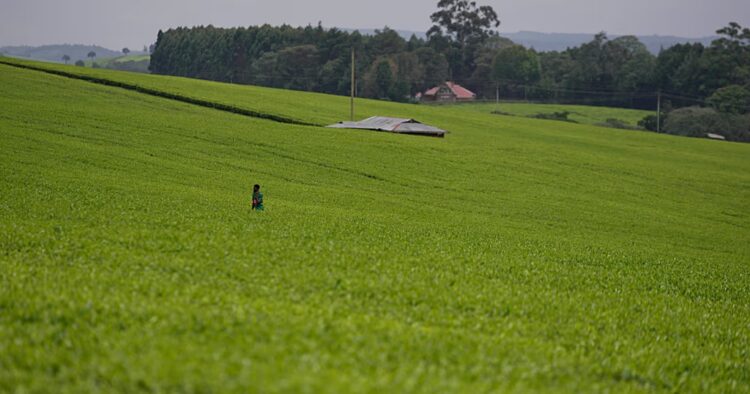 Kenyan women's fight for their land rights after death of husbands