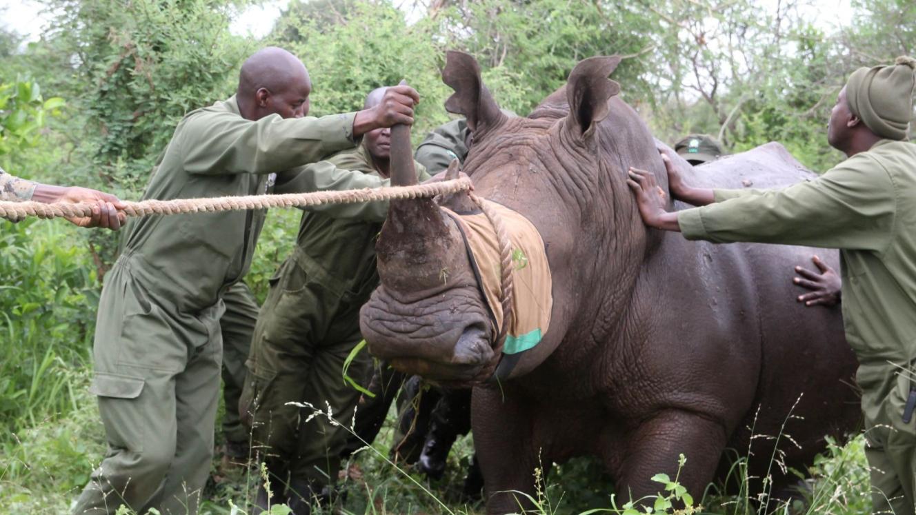 Rhinos translocated to Mt Kenya