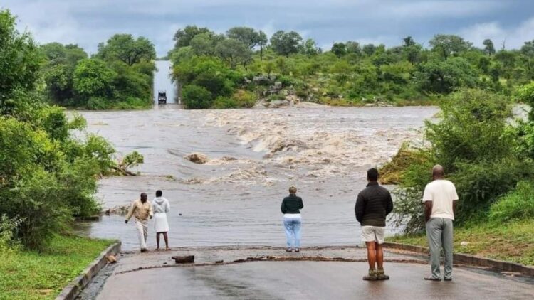 After the floods: Safari sector takes stock