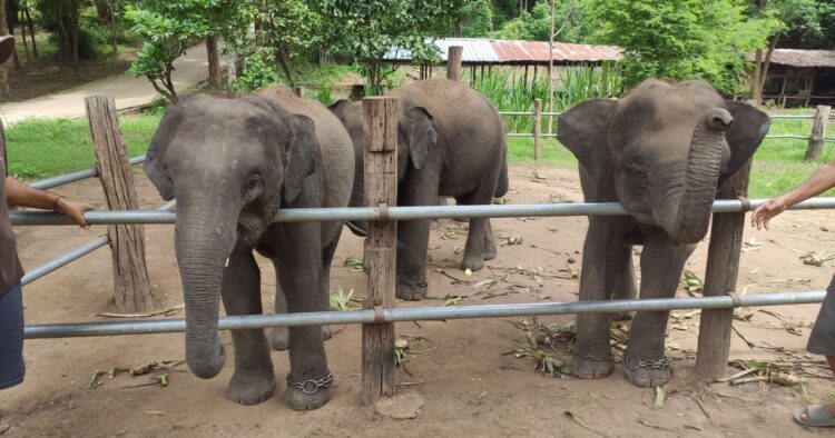 Captive elephants still suffering in Thailand, but new report finds some hope