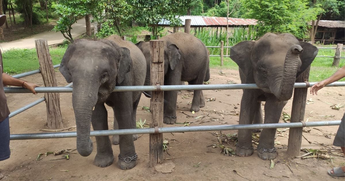 Captive elephants still suffering in Thailand, but new report finds some hope